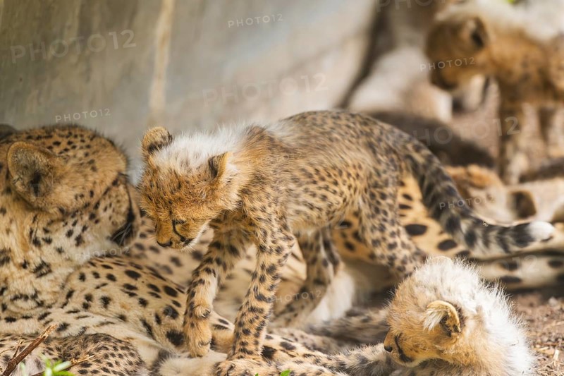 Cheetah (Acinonyx jubatus) youngster lying next to its mother, captive, occurrence Africa