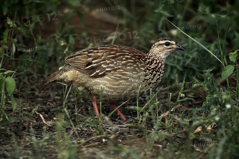 Crested Francolin (Ortygornis sephaena), adult, on the ground, alert, foraging, Kruger, Kruger National Park, South Africa