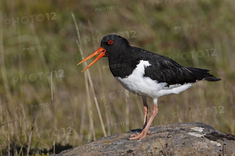 Eurasian Oystercatcher (Haematopus ostralegus) calling, Iceland