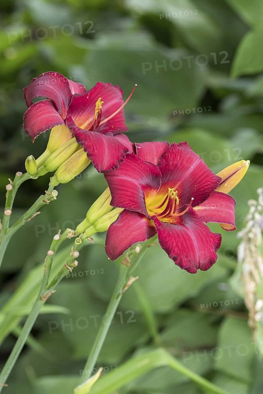 Daylily (Hemerocallis 'Tristan'), Weihenstephan Gardens, Germany