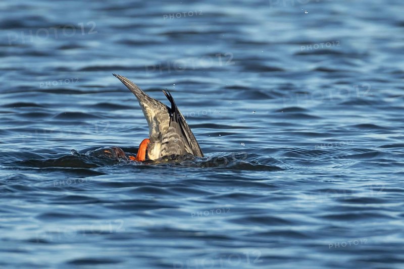 Goosander (Mergus merganser) adult female bird feeding on a lake, England, United Kingdom