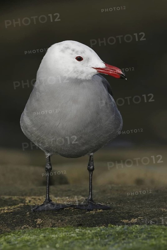 Heermann's Gull (Larus heermanni), California, USA