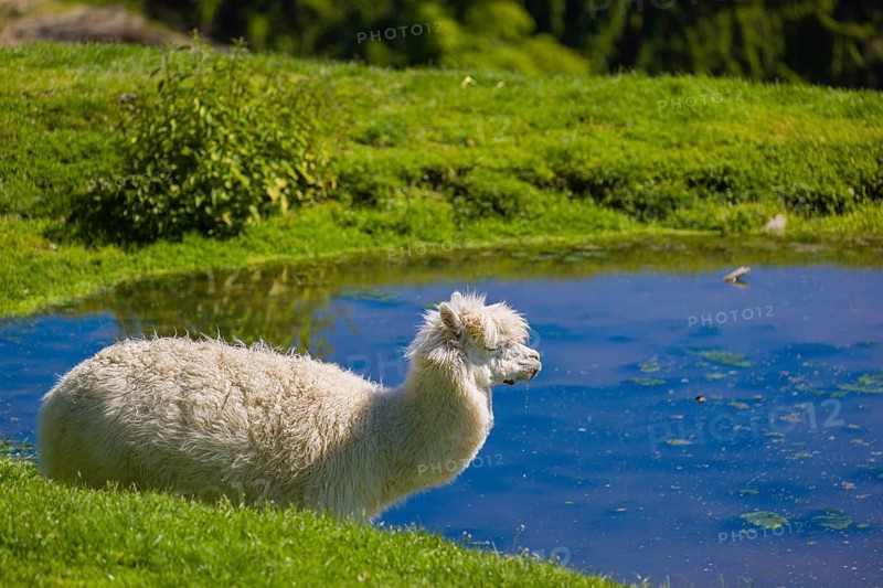One white male Alpaca (Vicugna pacos) stands close to a pond