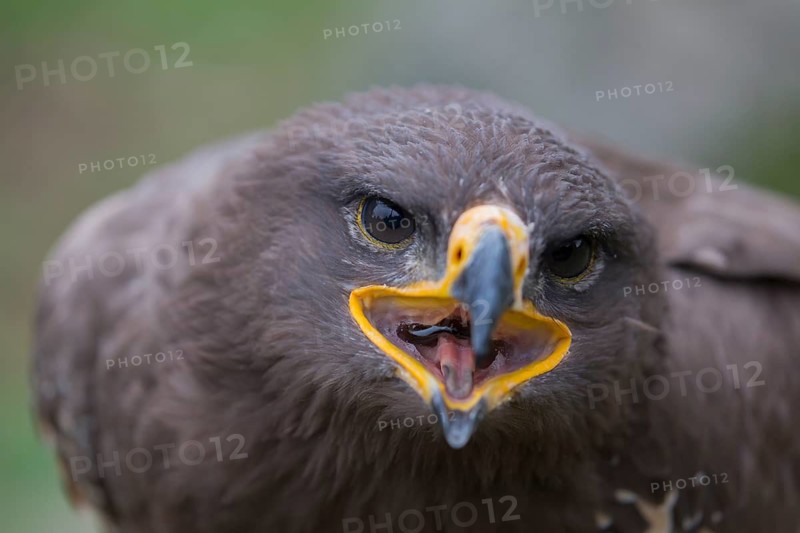 Portrait of immature Aquila nipalensis, steppe eagle, in late light with green background