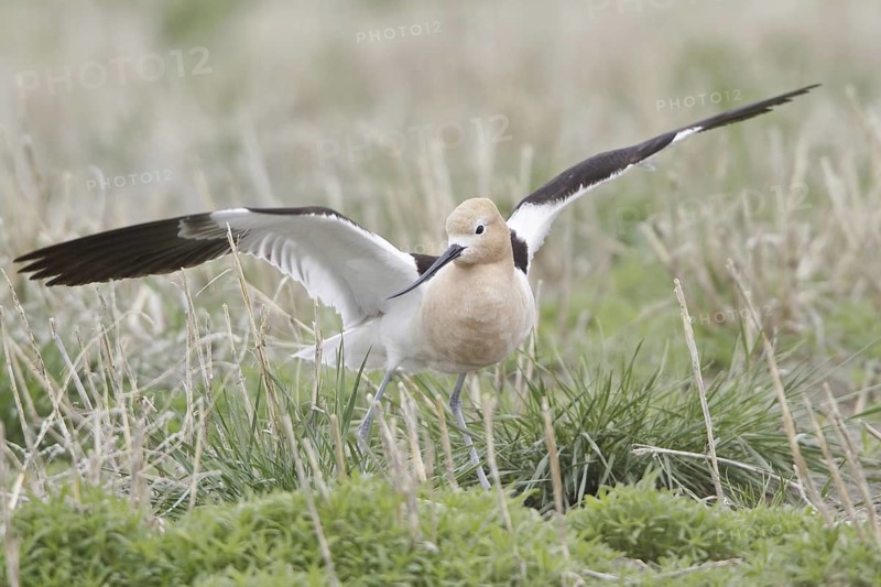 American Avocet (Recurvirostra americana), Alberta, Canada