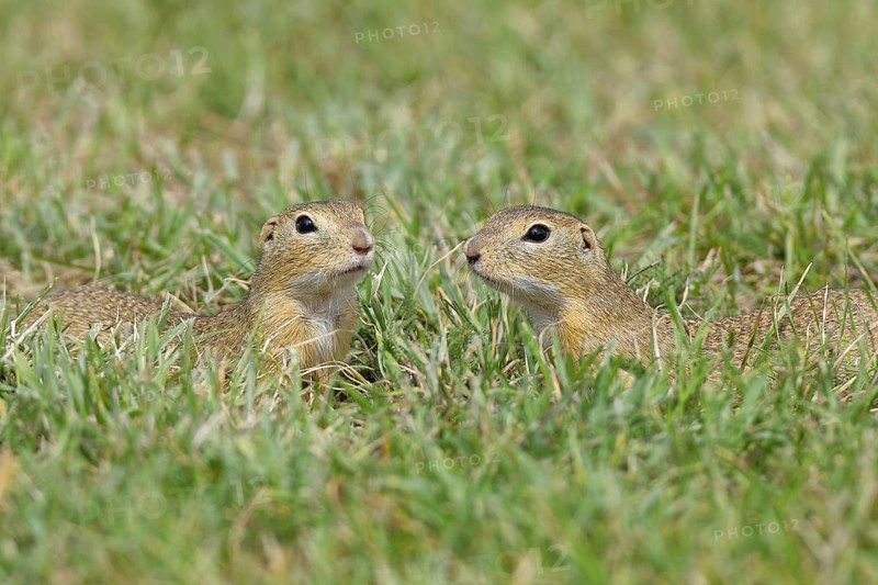 European ground squirrel (Spermophilus citellus) two animals meet in a meadow, Burgenland Austria