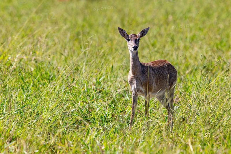 Pampas deer (Ozotoceros bezoarticus) Pantanal Brazil