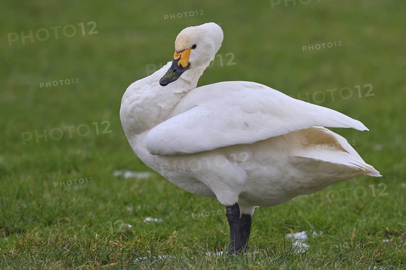 Tundra Swan (Cygnus columbianus bewickii), Netherlands