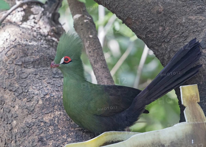Guinea Turaco (Tauraco persa), Gambia