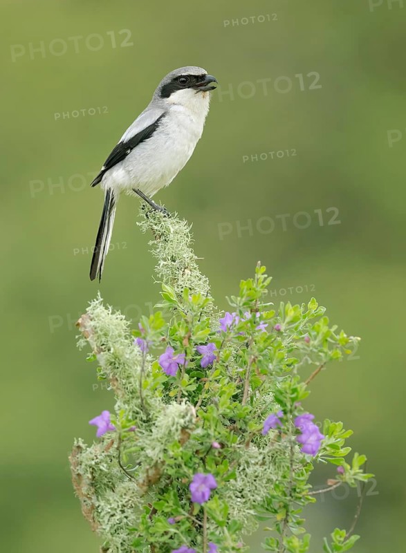 Loggerhead Shrike (Lanius ludovicianus), Texas, USA
