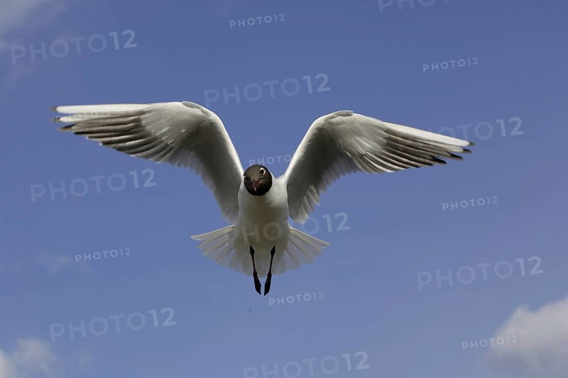 Black-headed Gull (Chroicocephalus ridibundus) flying, Sweden