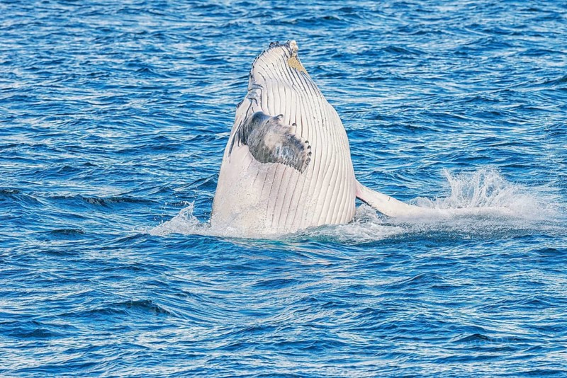 Humpback whale (Megaptera novaeangliae) breaching, Hervey Bay, Queensland, Australia