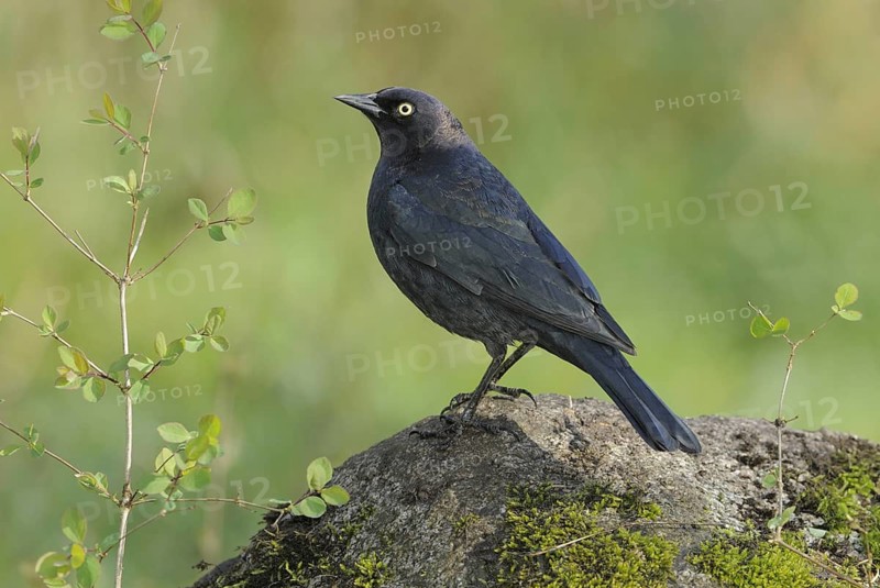 Brewer's Blackbird (Euphagus cyanocephalus), British Columbia, Canada