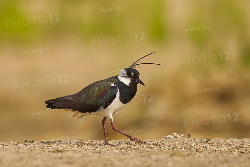 Northern Lapwing (Vanellus vanellus) male, North Rhine-Westphalia, Germany