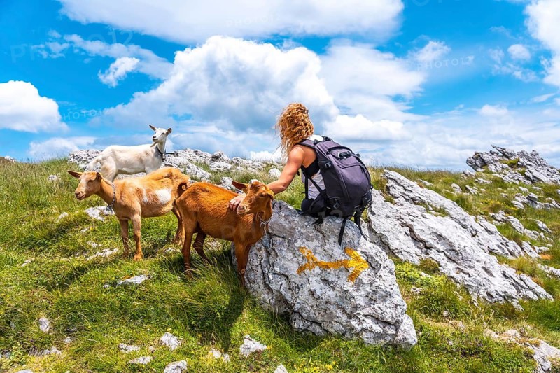 Mount Aizkorri 1523 meters, the highest in Guipúzcoa. Basque Country. Ascent through San Adrián and return through the Oltza fields. A young hiker next to some goats on top