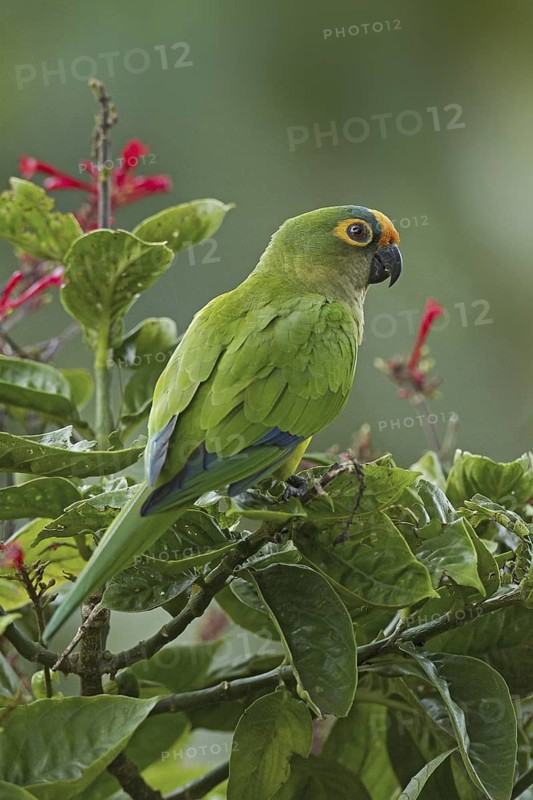 Peach-fronted Parakeet (Eupsittula aurea), Mato Grosso do Sul, Brazil