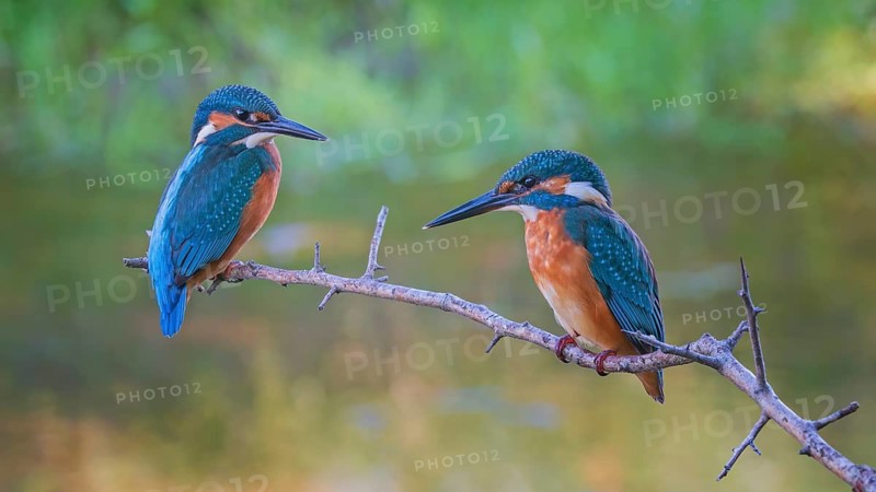 Common Kingfisher (Alcedo atthis) juveniles, Saxony-Anhalt, Germany