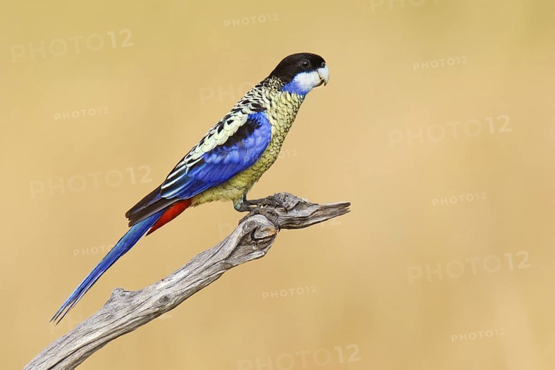 Northern Rosella (Platycercus venustus), Northern Territory, Australia