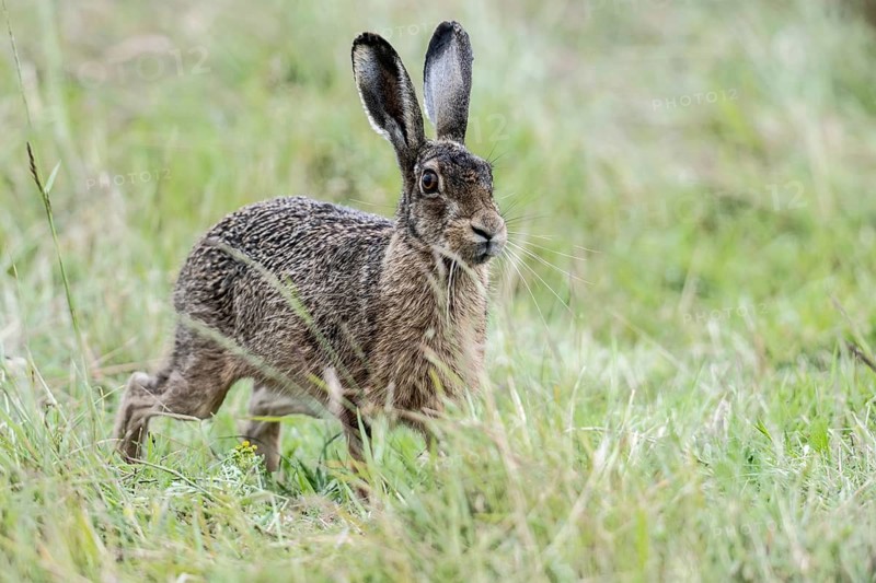 European hare (Lepus europaeus), Emsland, Lower Saxony, Germany