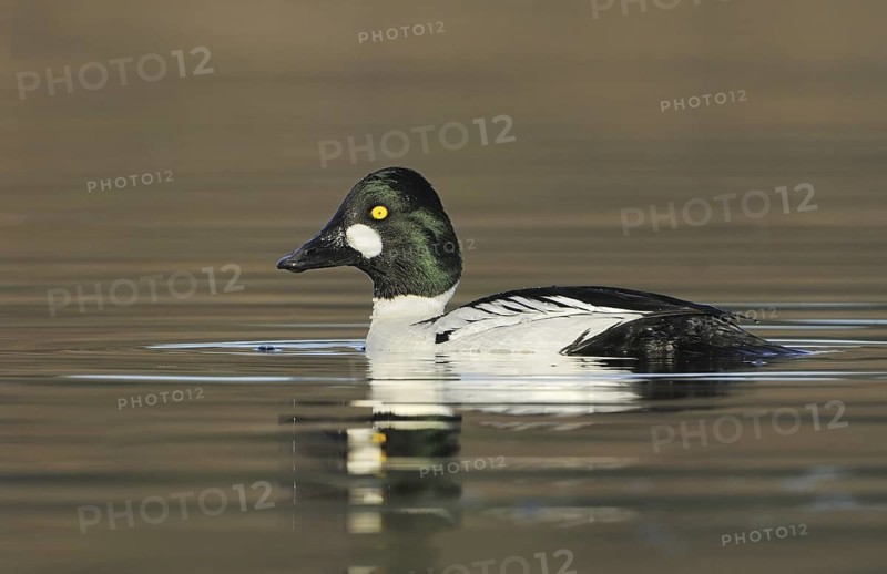 Common Goldeneye (Bucephala clangula) male, British Columbia, Canada