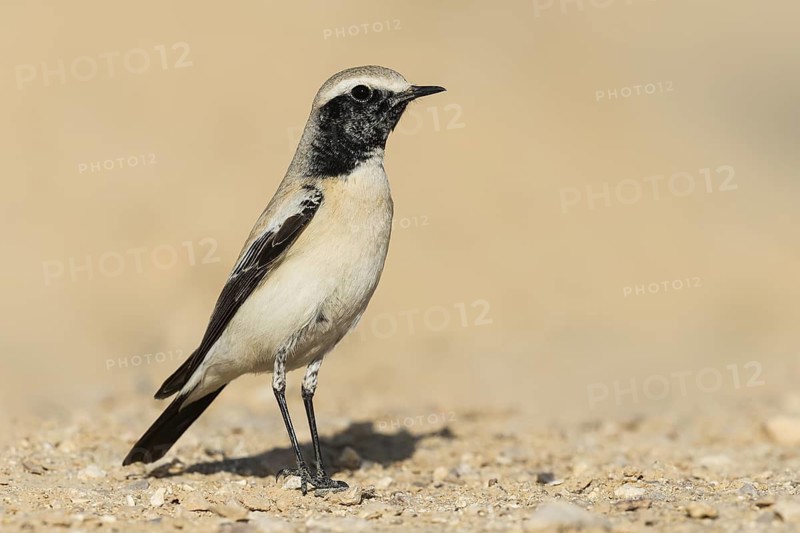 Desert Wheatear (Oenanthe deserti homochroa) male, Eilat, Israel