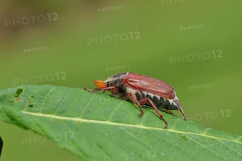 May beetle, wood cockchafer (Melolontha hippocastani), male, on leaf of a horse chestnut (Aesculus hippocastanum), close-up, Wilnsdorf, North Rhine-Westphalia, Germany