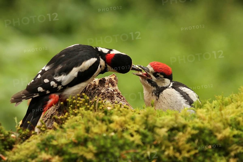 Great Spotted Woodpecker (Dendrocopos major) juvenile, Lower Saxony, Germany