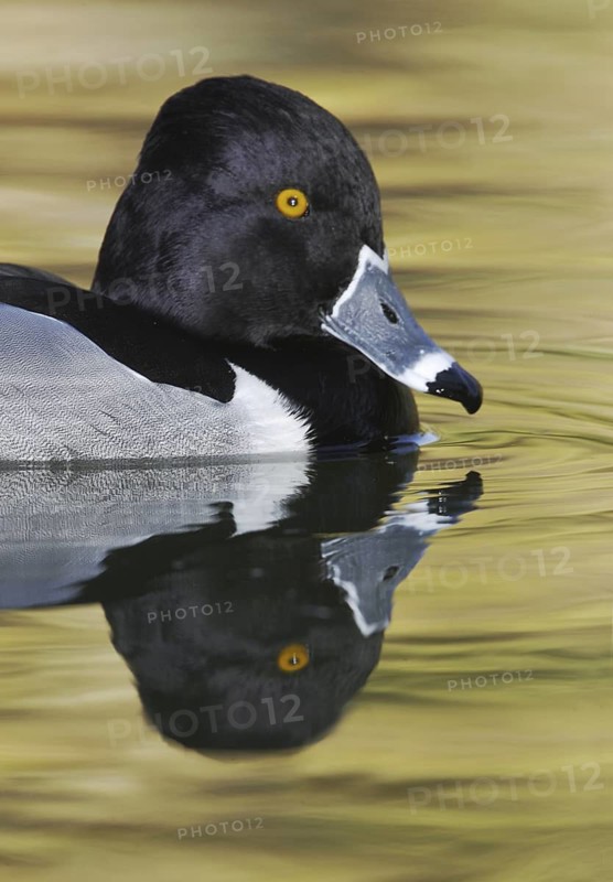 Ring-necked Duck (Aythya collaris) male, Arizona, USA