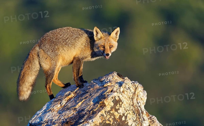 Red fox (Vulpes vulpes) in early morning light on a rock, Sierra de San Pedro, Extremadura, Spain