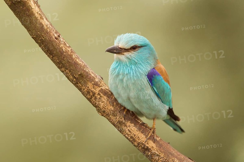 European Roller (Coracias garrulus) male perched on a branch, Serbia