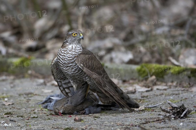 Eurasian Sparrowhawk (Accipiter nisus) female, Saxony, Germany