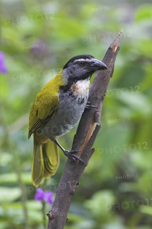Black-headed Saltator (Saltator atriceps), Costa Rica