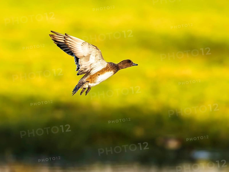 Eurasian Wigeon, Mareca penelope, female in flight over marshes in Devon, England, United Kingdom