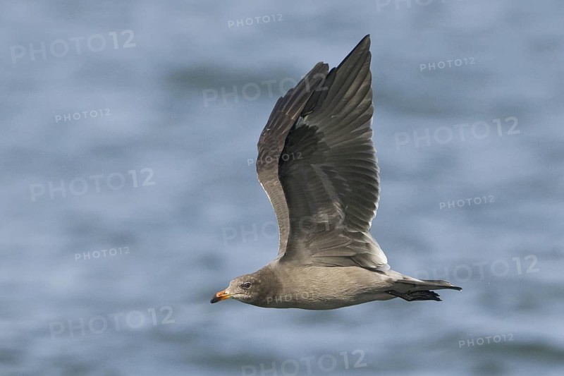Heermann's Gull (Larus heermanni), British Columbia, Canada