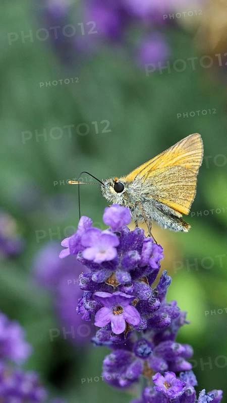 Large skipper (Ochlodes venatus), collecting nectar from a flower of Common lavender (Lavandula angustifolia), close-up, macro photograph, Wilnsdorf, North Rhine-Westphalia, Germany