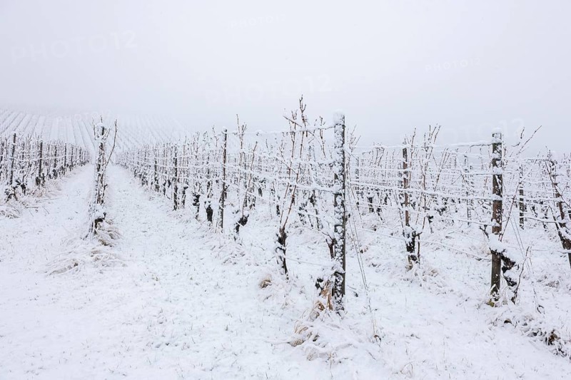 Snow-covered vineyard in a cold winter atmosphere, Rems Valley, Rems-Murr district, Baden-Württemberg, Germany