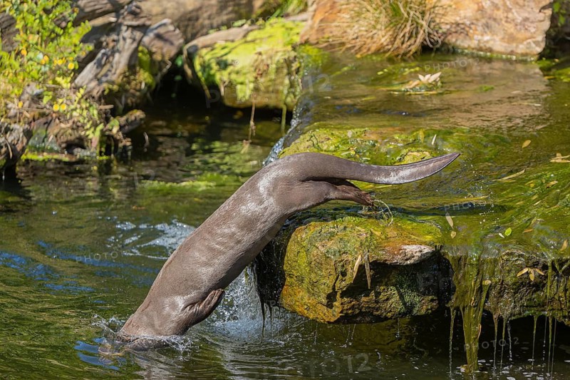 One giant otter or giant river otter (Pteronura brasiliensis) jumping down into the river from a mossy rock above a little cascade