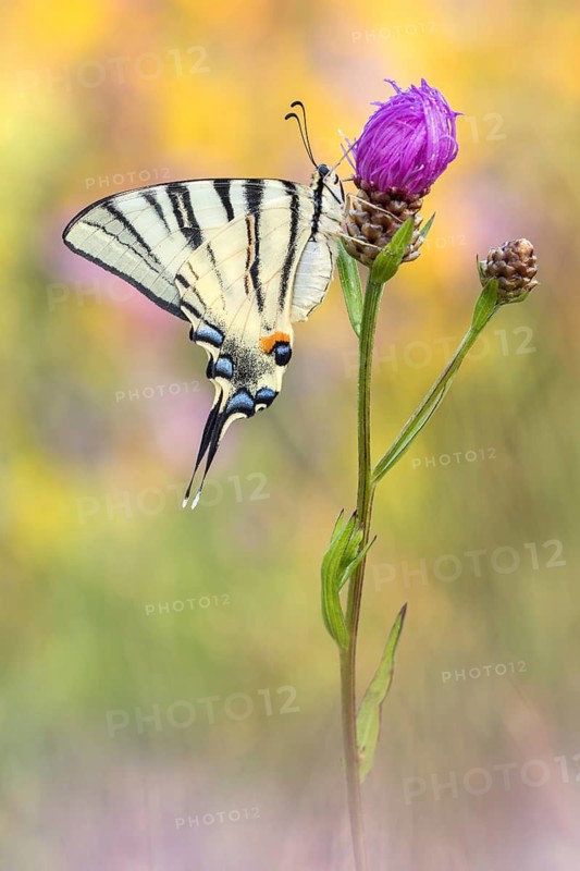 Der Segelfalter (Iphiclides podalirius)