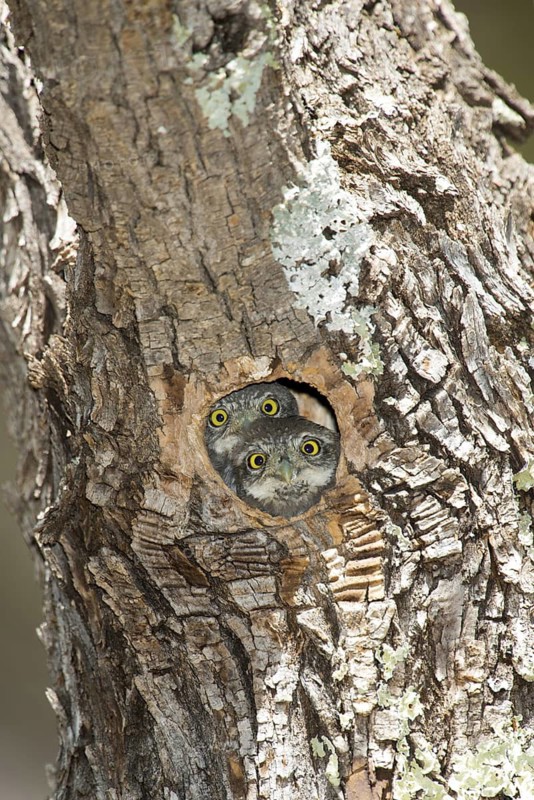 Mountain Pygmy Owl Glaucidium gnoma Huachuca Mountains, Cochise County, Arizona, United States 4 June Immatures in nest hole in Arizona Ash (Fraxinus velutina) tree. Strigidae