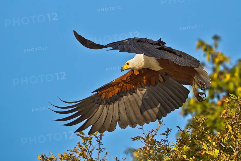 African Fish Eagle (Haliaeetus vocifer) taking flight, Chobe, Botswana