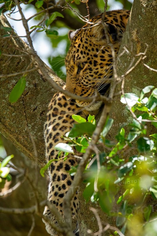 A majestic leopard rests gracefully within the foliage of a tree in Kenya's Masai Mara. The dappled sunlight filters through the leaves, highlighting its distinctive spots during a safari