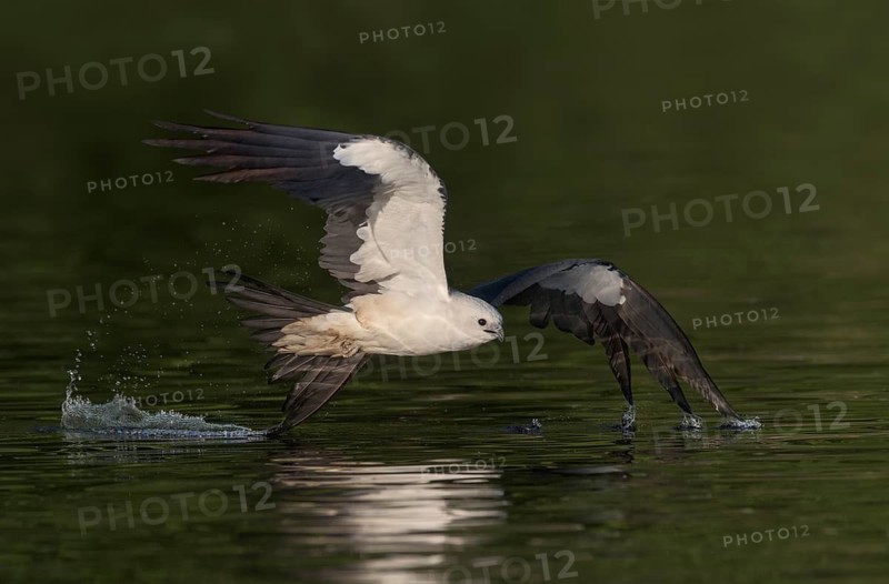 Swallow-tailed Kite (Elanoides forficatus) flying, Florida, USA
