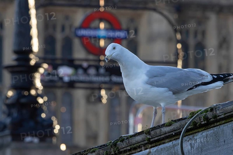 Herring gull (Larus argentatus) adult bird on a wall with a London underground sign in the background, London, England, United Kingdom