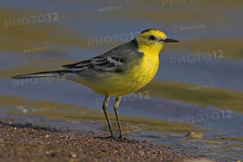 Citrine wagtail, (Motacilla citreola), foraging in a biotope, Middle East, Oman, songbird, family of stilts and pipits, Raysut, Salalah, Dhofar, Oman