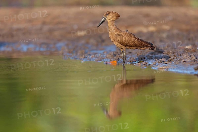 Hammerhead, Hammerhead, Hamerkop, (Scopus umbretta), Ombrette africaine, Avemartillo, Shadebird, Waterbird, Marakissa River Camp / Canoe tri, Marakissa, South Bank, Gambia