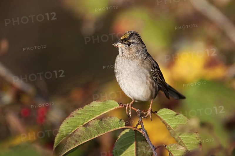 Golden-crowned Sparrow (Zonotrichia atricapilla), British Columbia, Canada