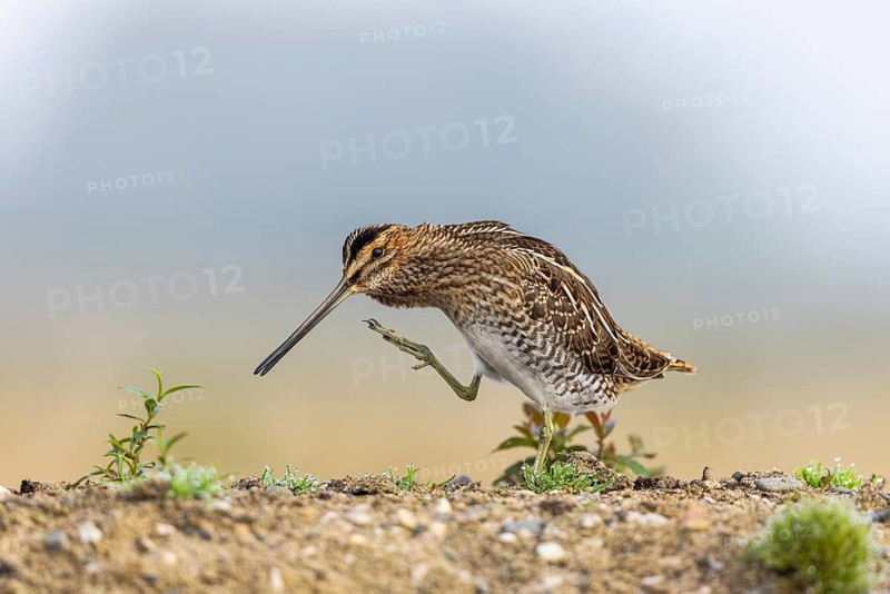 Common Snipe (Gallinago gallinago) preening, North Rhine-Westphalia, Germany