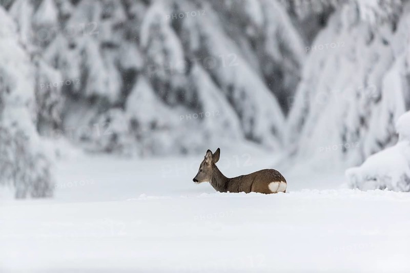 One young male Roe Deer, Roe buck (Capreolus capreolus), running through deep snow. Trees in the background