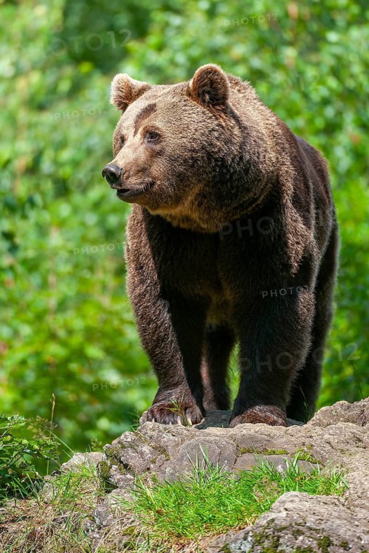 Brown bear (Ursus arctos) standing on a rock and looking attentively, captive, Bavarian Forest National Park, Bavaria, Germany