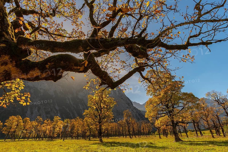 Engtal, Großer Ahornboden, Karwendel Mountains, Kalkalpen, Austria, Autumn-coloured sycamore maple (Acer pseudoplatanus) in the sunshine on the Eng
